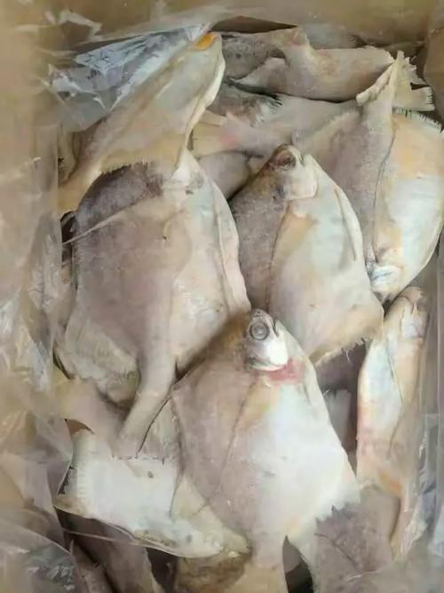 海发冷冻食品夏季烧烤大全 用好食材点燃夏日烟火气